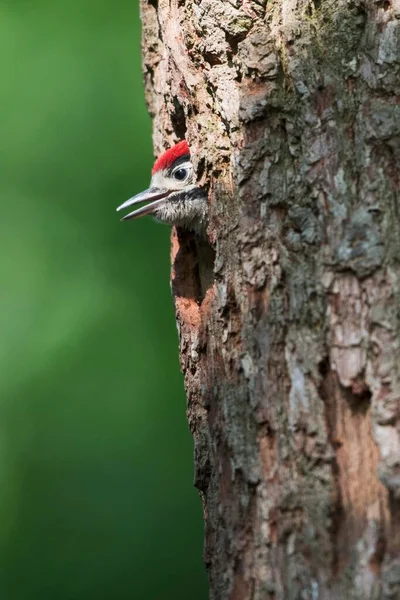 Great Spotted Woodpecker Dendrocopos Major Young Bird Looking Out Nesting — Photo