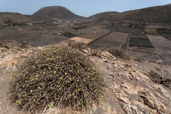 Views Valle Guinate Monte Corona Back Guinate Lanzarote Canary Islands — 스톡 사진