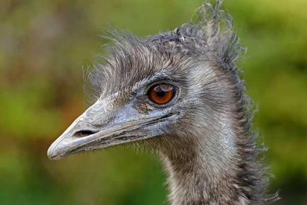 Emu Portrait Captive North Rhine Westphalia Germany Europe — Stock fotografie