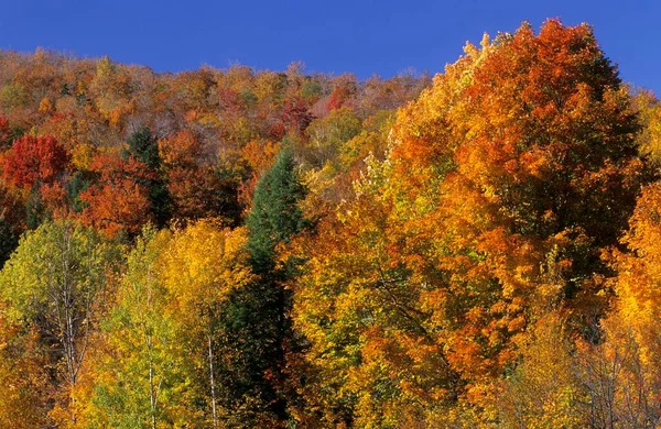 Fall Coloured Maple Trees Green Mountains Vermont Usa North America — Fotografia de Stock