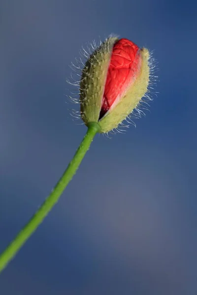 Poppy Papaver Rhoeas Bud — 스톡 사진
