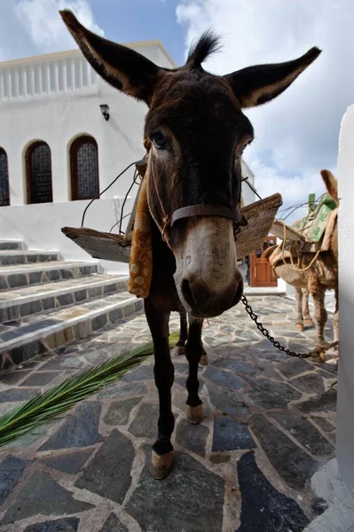 Mule in Messochori, Karpathos island, Aegean Islands, Aegean Sea, Dodecanese, Greece, Europe
