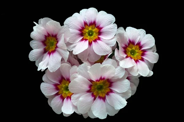 Blooming Primrose Primula View — Stockfoto