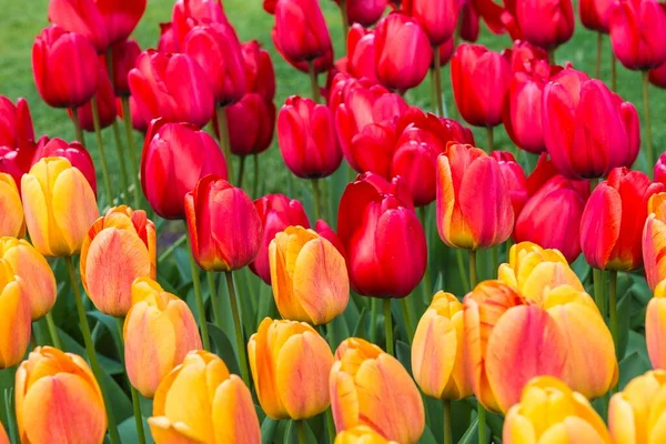 Close Red Yellow Tulips Tulipa Bloom Keukenhof Gardens Exhibit Lisse — Stockfoto