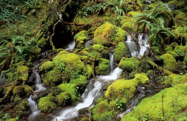 Small Stream Running Moss Pads Temperate Rainforest Mount Rainier National — Φωτογραφία Αρχείου