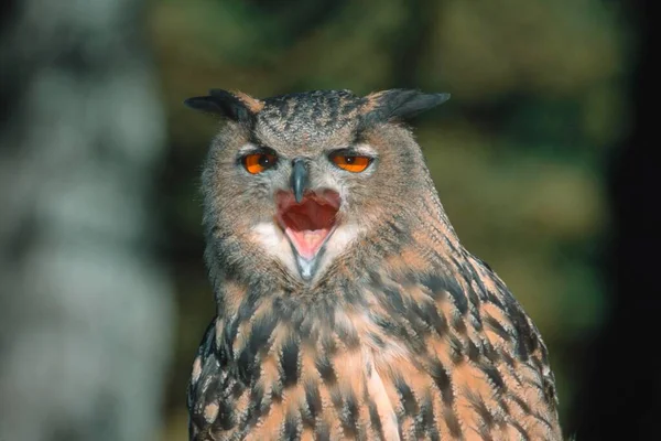 Orlí Sova Bubo Bubo — Stock fotografie