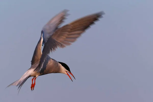 Common Tern Sterna Hirundo Flight East Frisian Islands East Frisia — Photo