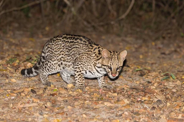 Ocelot Leopardus Pardalis Night Pantanal Mato Grosso Brazil South America — 스톡 사진