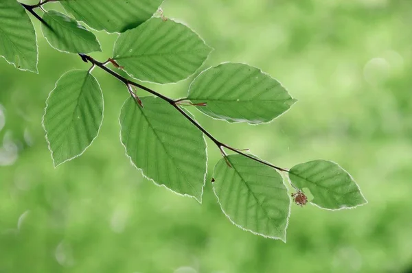 Beech Leaves Spring Common Beech Germany Europe — 스톡 사진