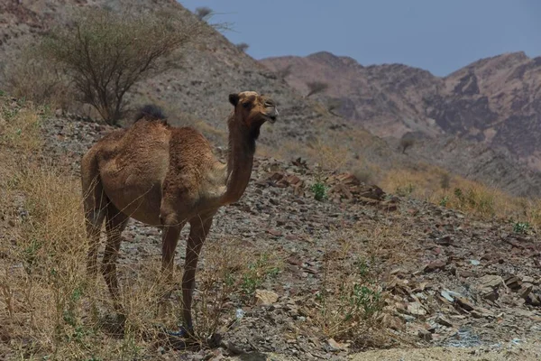Dromedario Camelus Dromedarius Que Vive Naturaleza Quirat Masqat Omán Asia —  Fotos de Stock