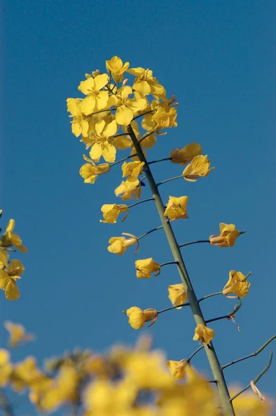 Blooming Rape North Rhine Westphalia Germany Europe — Foto Stock