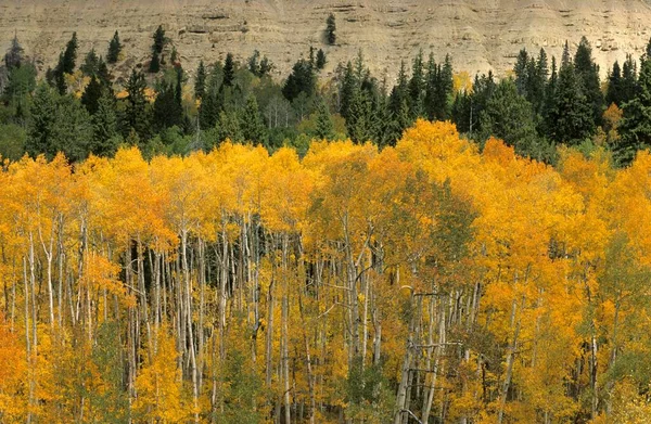 Fall Coloured Forest Wasatch Range Alpine Loop Utah Usa North — Stockfoto