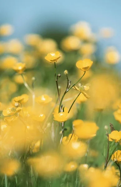 Meadow Buttercup North Rhine Westphalia Alemanha Ranunculus Acris — Fotografia de Stock