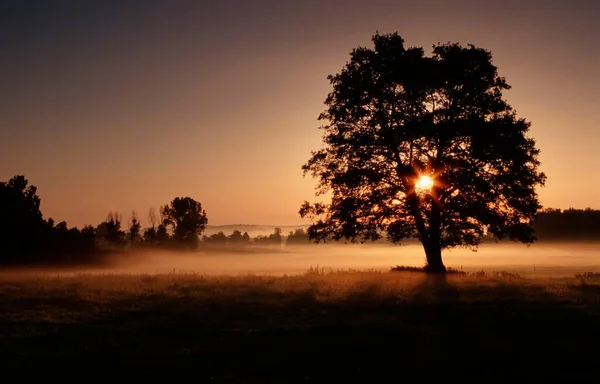 Дерево Рассвете Утренней Тумане Баден Вюртемберг Германия Европа — стоковое фото