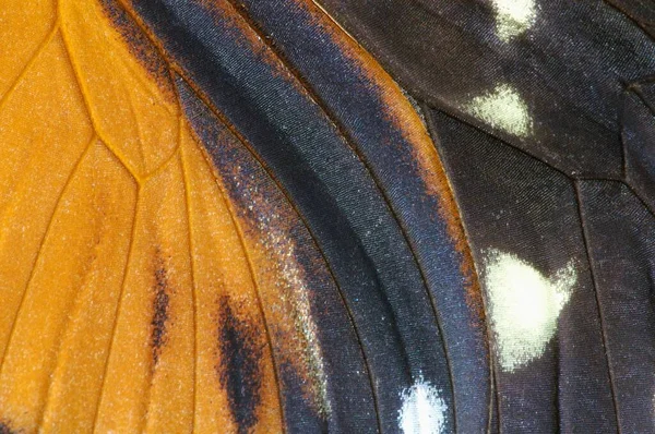 Tiger Longwing Heliconius Hecale Wing Detail — Foto Stock