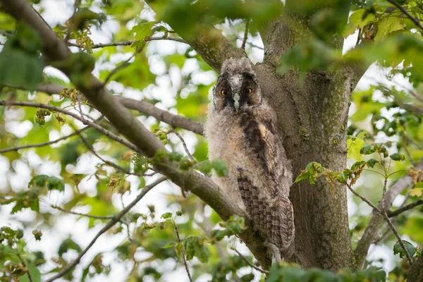 Young Long Eared Owl Sitting Branch Young Animal Lake Neusiedl — ストック写真