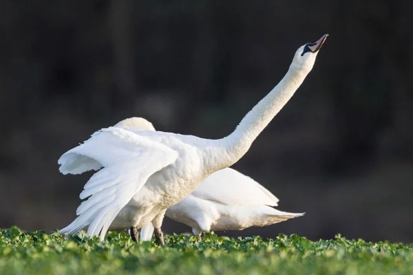 Mute Swans Standing Canola Field Fuldabrueck Hesse Germany Europe — ストック写真