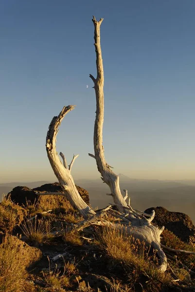 Toter Baum Und Blick Vom Mount Hood Vulkan Der Cascade — Stockfoto