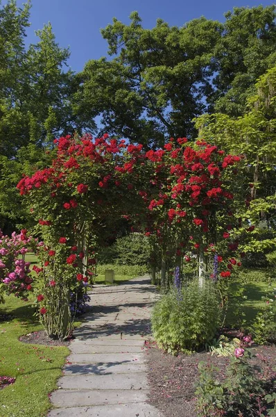 Rose Arch Shrub Rose Rose Garden Westfalenpark Dortmund North Rhine — 图库照片