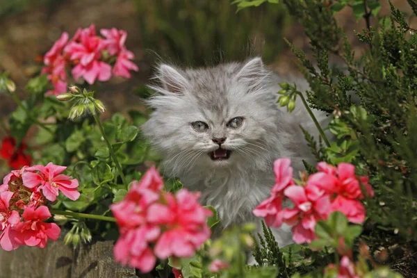 Young Persian Cat Pink Flowers Germany Europe — Fotografia de Stock