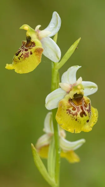 Late Spider Orchid Yellow Morph Lechauen Bavaria Germany Europe — 스톡 사진