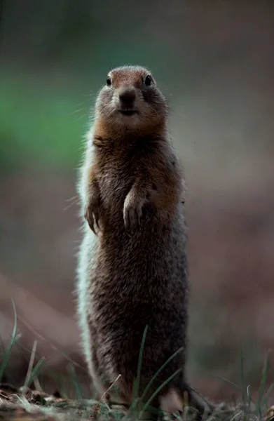 Arctic Ground Squirrel Denali National Park Alaska Usa Citellus Undulatus — Zdjęcie stockowe