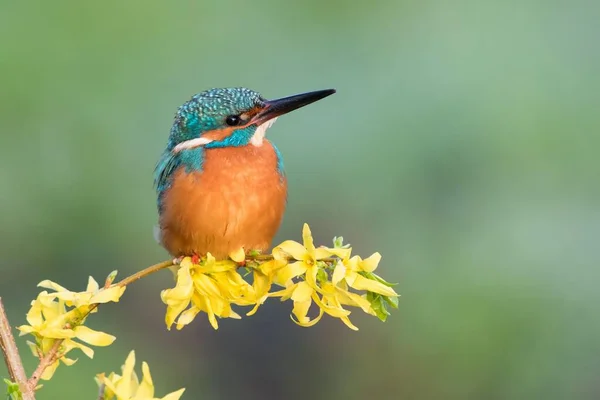 Kingfisher Alcedo Atthis Forsythia Branch Hesse Germany Europe — Φωτογραφία Αρχείου