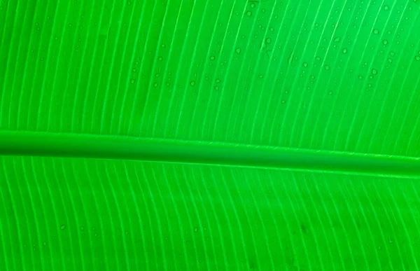 Banana Leaf Detail Musa Cavendishii — Stockfoto