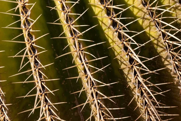 Golden Barrel Cactus Echinocactus Grusonii Spines Detail Gran Canaria Canary — Stockfoto