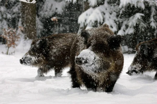Wild Boars Sus Scrofa Driving Snow Germany Europe — стоковое фото