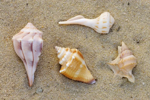 Sea snails, snail shells
