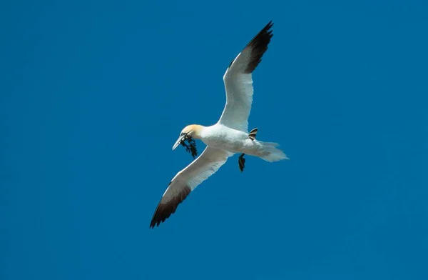 Northern Gannet Nesting Material Helgoland Schleswig Holstein Germany Europe — Stock Photo, Image