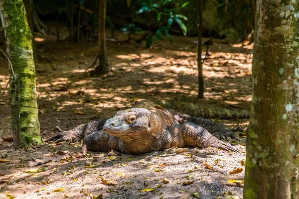 Komodo Dragon Varanus Komodoensis Captive Singapore Zoo Singapore Asia — 스톡 사진