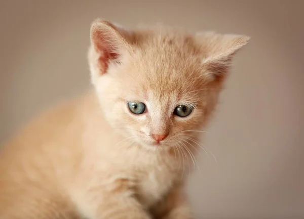 Котёнок Недель Сидит Диване — стоковое фото