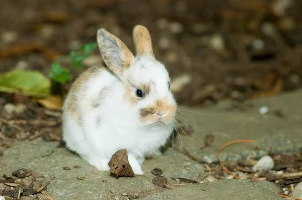 Dwarf Rabbit Three Weeks Old Sitting Ground — стоковое фото