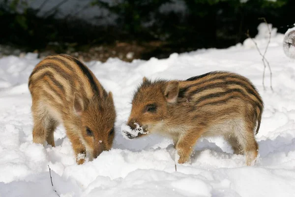 Wild Boars Sus Scrofa Piglets Pig — Φωτογραφία Αρχείου