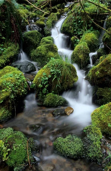 Small Stream Running Moss Pads Temperate Rainforest Mount Rainier National — ストック写真