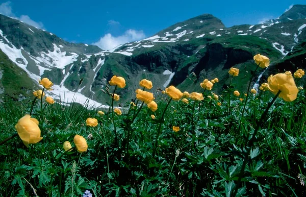 Globe Flower Trollius Europaeus Nationaal Park Upper Tauern Oostenrijk Alpen — Stockfoto