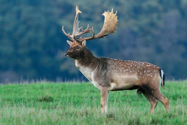 Fallow Deer Dama Dama Shoveler Lateral View — Φωτογραφία Αρχείου