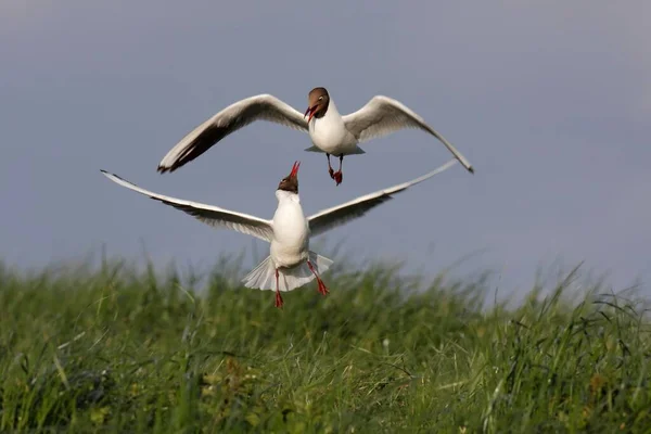 Two Black Headed Gulls Chroicocephalus Ridibundus Formerly Larus Ridibundus East — 스톡 사진