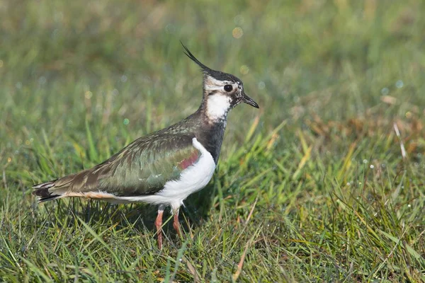 Northern Lapwing Standing Meadow Emsland Lower Saxony Germany Europe — Stockfoto