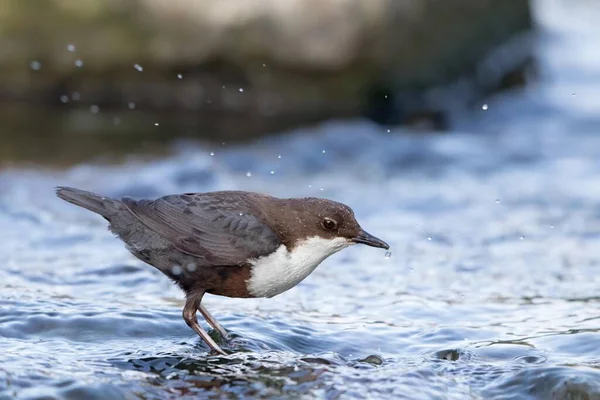 White Breasted Dipper Stone Bathing Hesse Germany Europe — Stockfoto