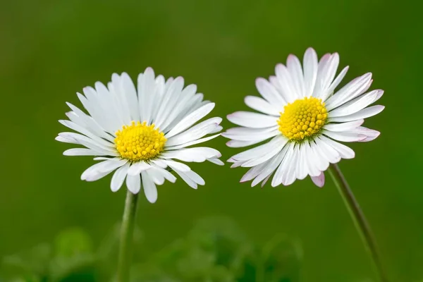 Common Daisies Tyrol Austria Europe — Photo