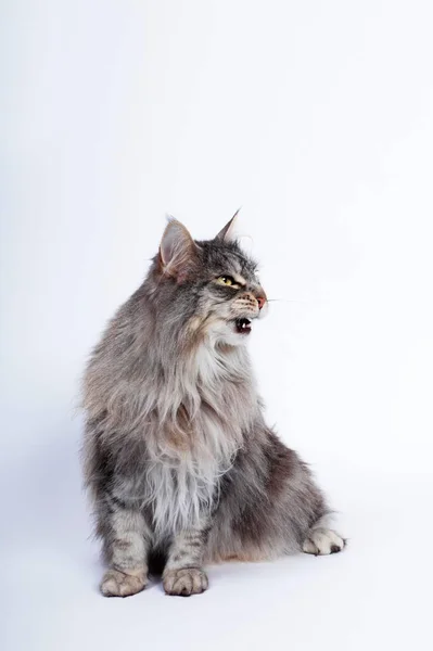 Maine Coon Cat Domestic Cat Felis Catus Studio Shot Schleswig — ストック写真
