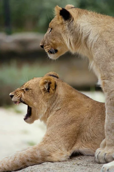 Young lions (Panthera leo), Zoo of Basel, Switzerland, Europe