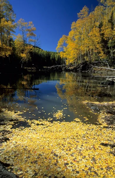 Fall Coloured Forest Wasatch Range Skyline Drive Utah Usa North — Fotografia de Stock