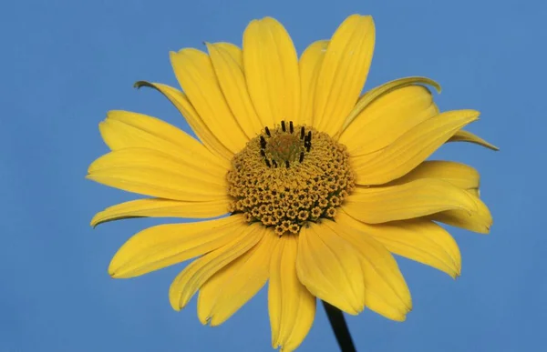 Sunflower Close View Summer Concept — Photo
