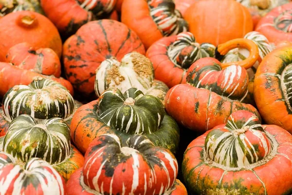 Gekleurde Pompoenen Voor Decoratie — Stockfoto