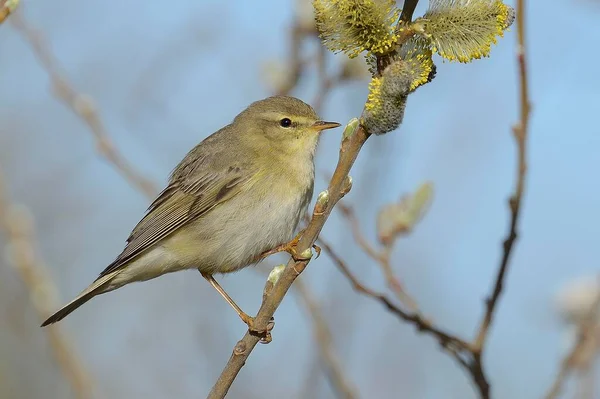 Willow Warbler Phylloscopus Trochilus Perched Catkins Bush Texel West Frisian — Stock Photo, Image