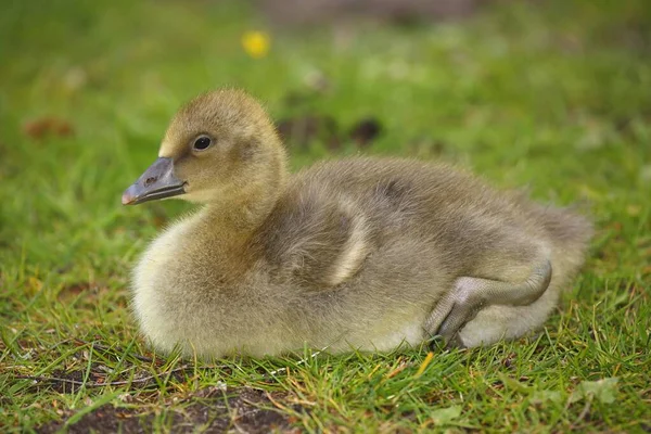 Greylag Goose Chick Sitting Meadow Schleswig Holstein Germany Europe — Zdjęcie stockowe